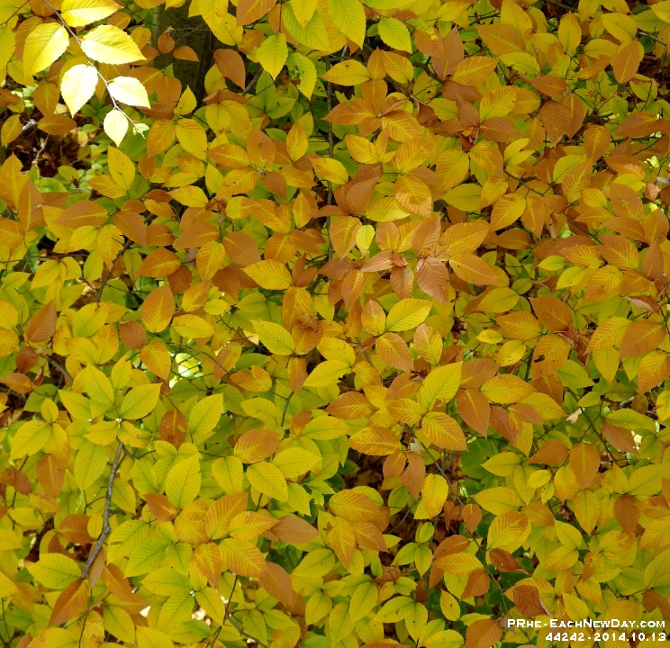 44242CrLe - Glorious day tree-top-trekking, caving and zip-lining at Collingwood Eco-Adventure Tours